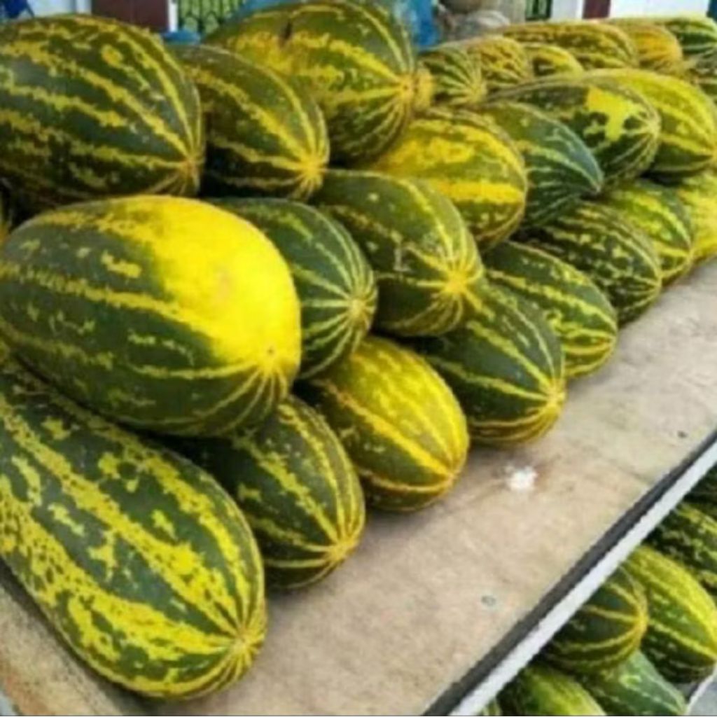 200 BENIH TIMUN SURI LORENG SUPER - Bibit Timun Suri Manis Cepat Berbuah