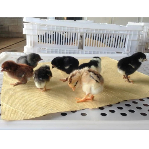 DOC AYAM KAMPUNG UNGGULAN KUB Umur 1-2 Minggu/ANAK AYAM KAMPUNG UNGGULAN KUB/DOC AYAM KAMPUNG JAWA/A