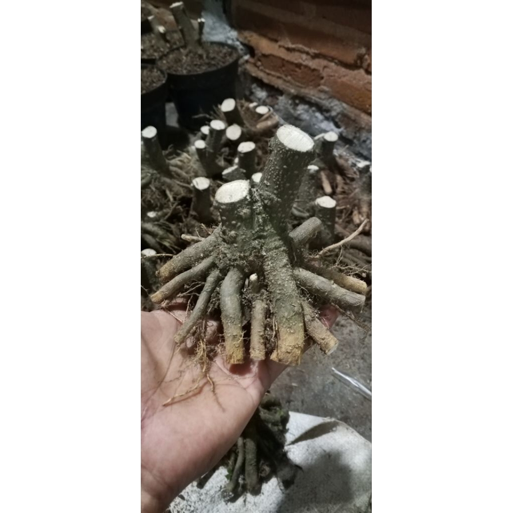 Bonggol Anput satuan