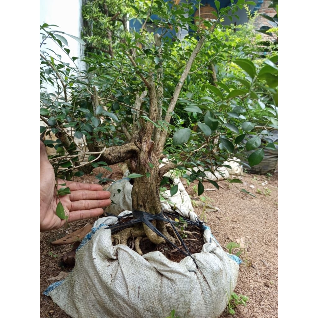 Bonsai kemuning jepang besar sesuai foto sudah hidup