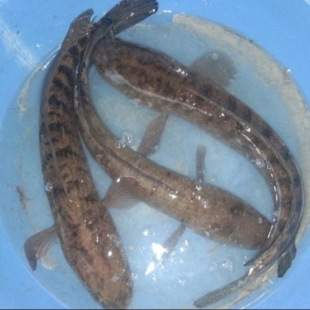 Ikan gabus bogo sungai hidup