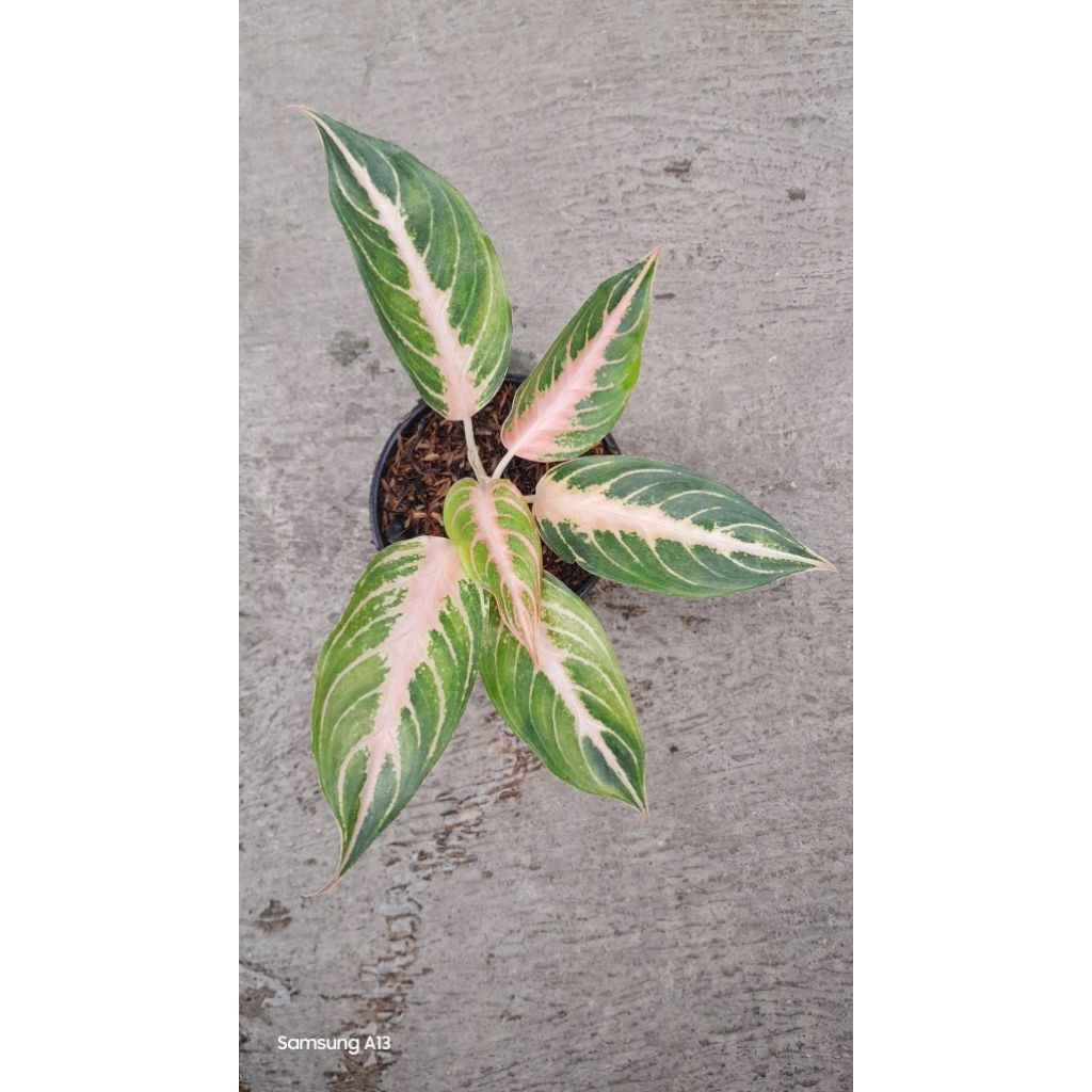 Aglaonema PINK SUNSET (Size Remaja) (2)