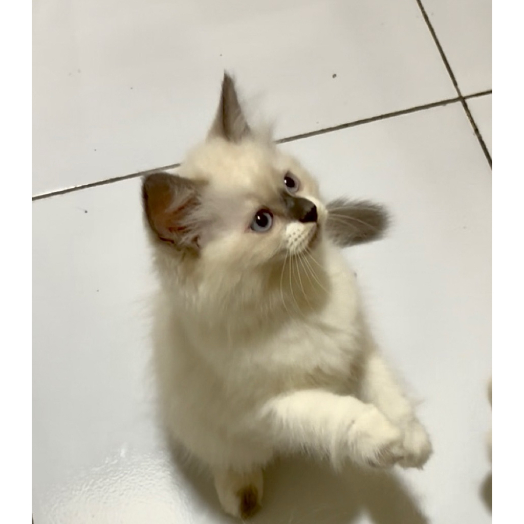 kitten ragdoll jantan