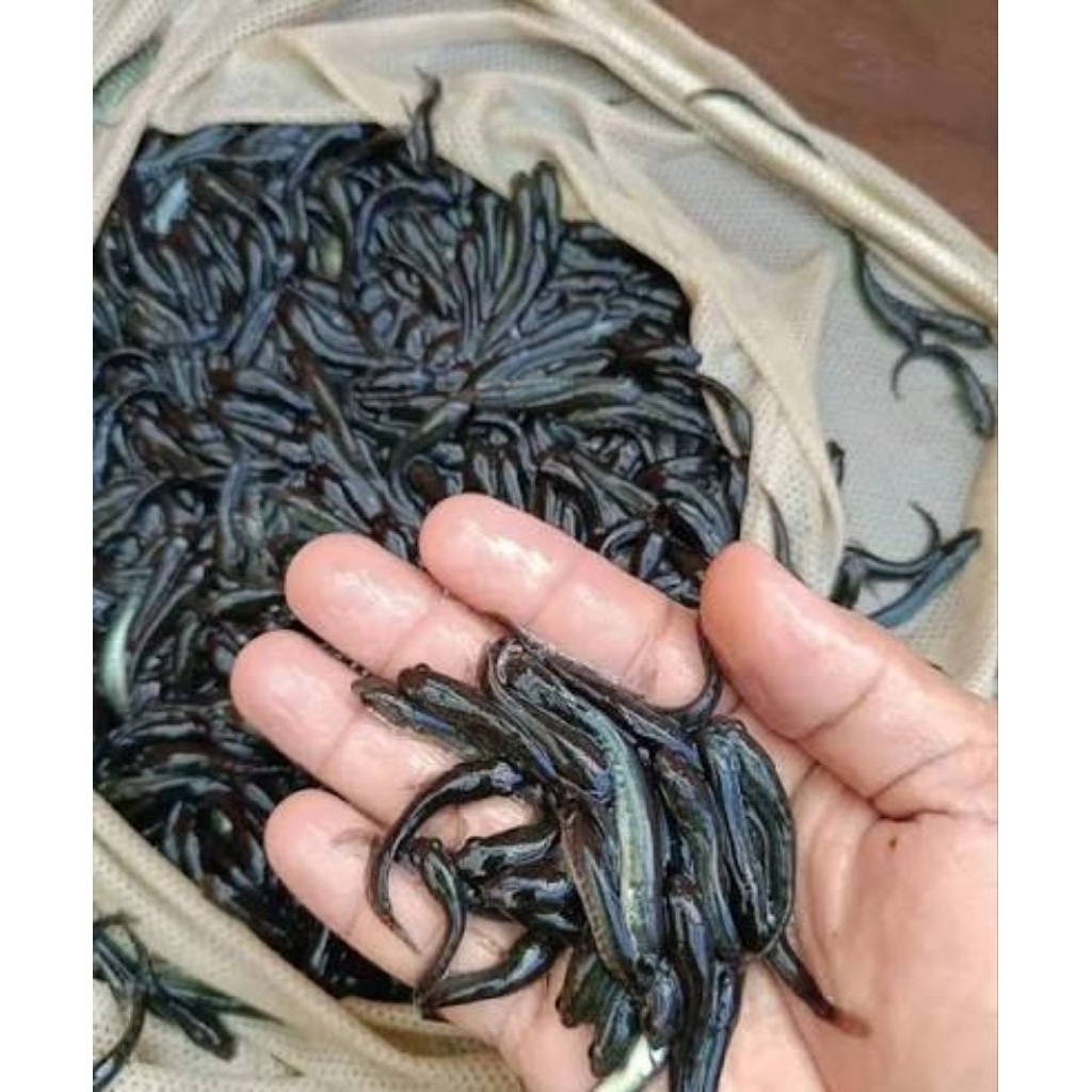 bibit ikan gabus konsumsi untuk budidaya sehat