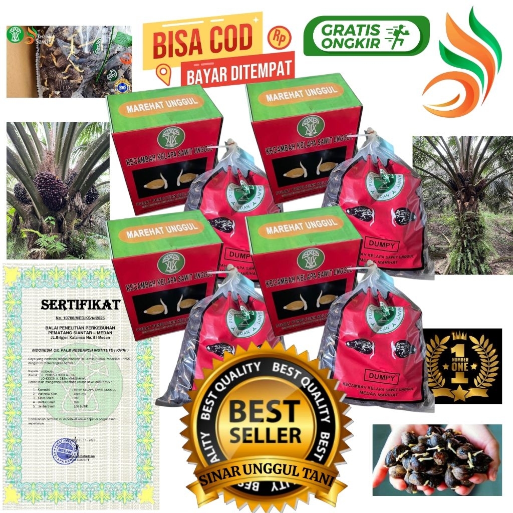bibit benih kecambah sawit unggul MAREHAT DUMPY  + bersertifikat resmi isi 250 butir