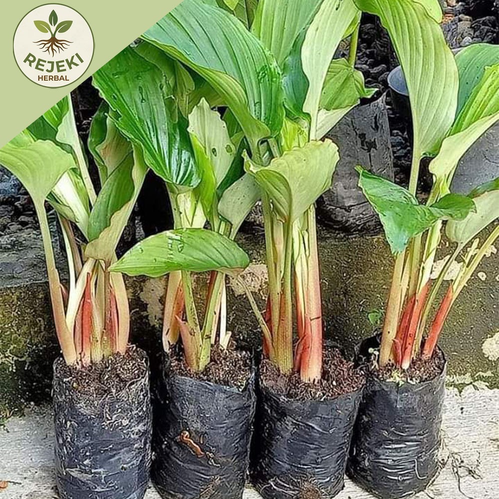 Paket 5 Bibit Kunyit Hitam Asli Dari India Polibeg + bonus