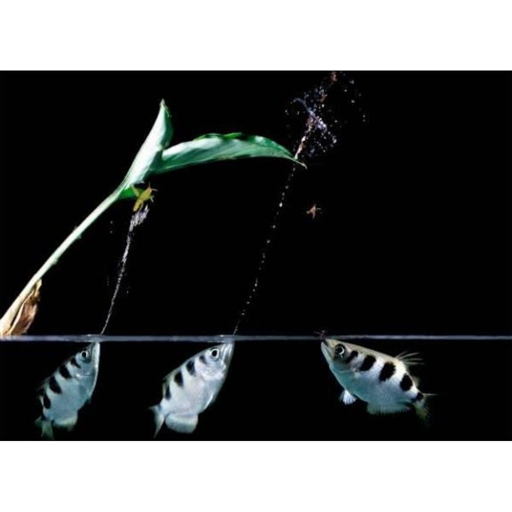 mainan acher fish ikan tembak sumpit