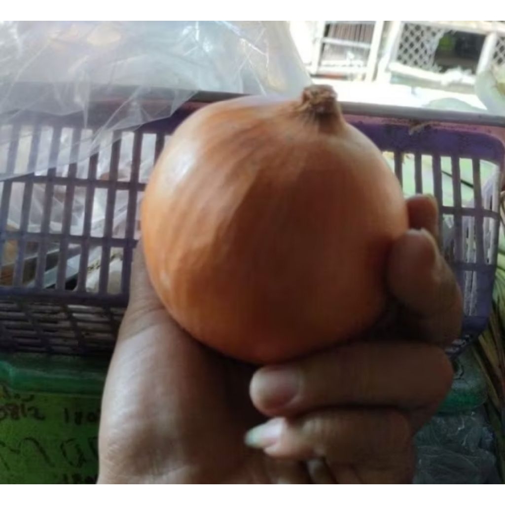 Bawang Bombay Segar 1kg - Bawang Merah Segar, Berkualitas Tinggi, Siap Digunakan