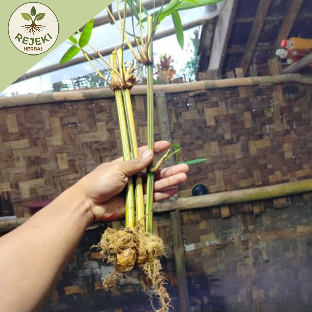 Bibit bambu kuning tanaman hias/bibit bambu kuning tanaman hias mini