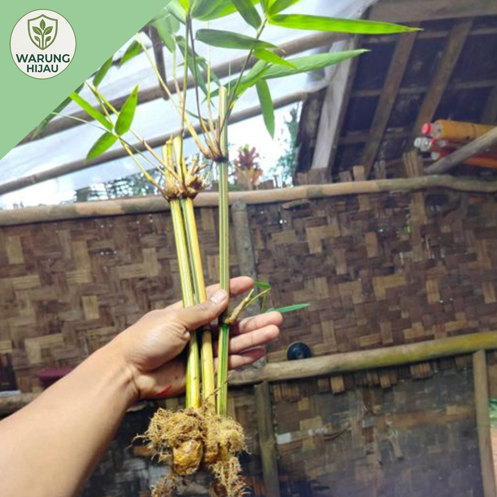 Bibit bambu kuning tanaman hias/bibit bambu kuning tanaman hias mini