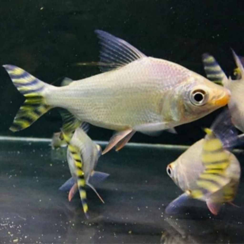 kebutuhan akuarium hiasan yellow feifeng yff tankmate