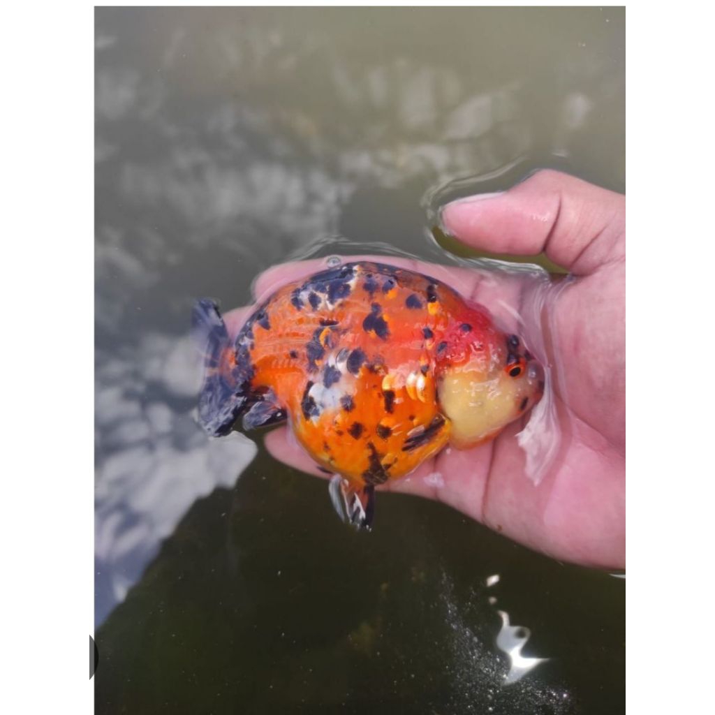 hiasan koki rancu jumbo