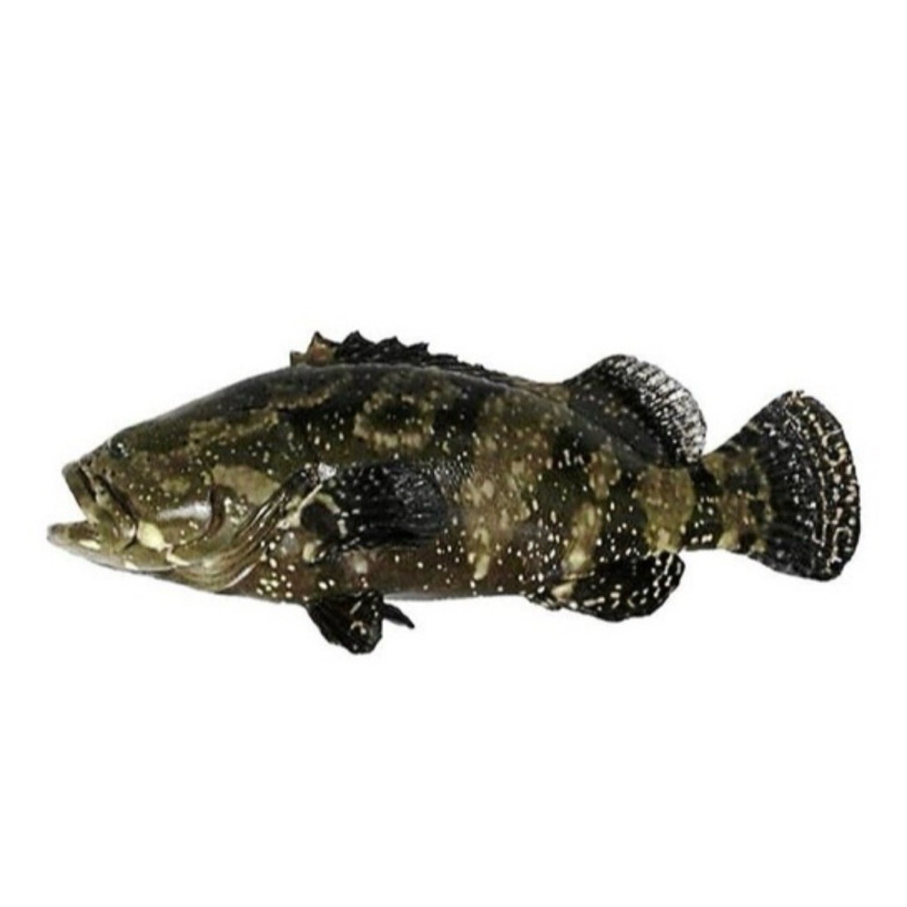 kerapu cantang hidup 500 gram