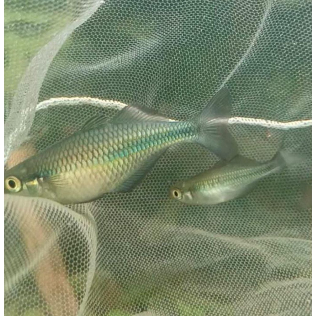 ikan hias rainbow biru/lacustris 3cm-5cm