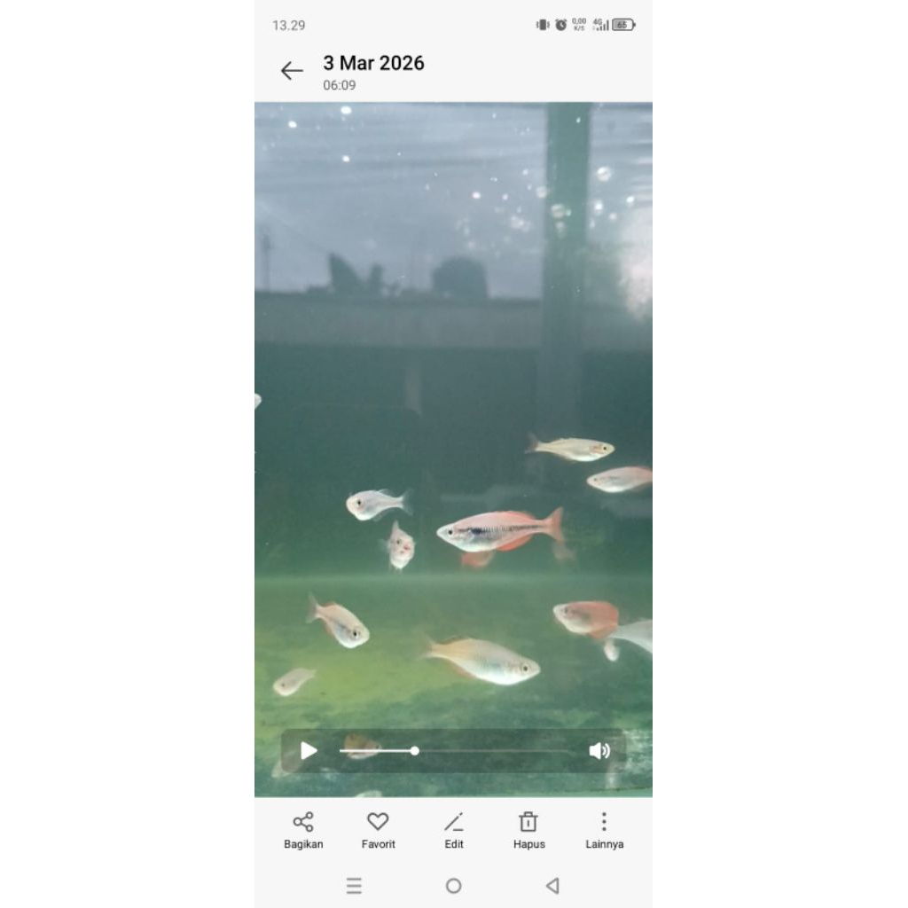 ikan rainbow parva kurumoi 3cm-4cm