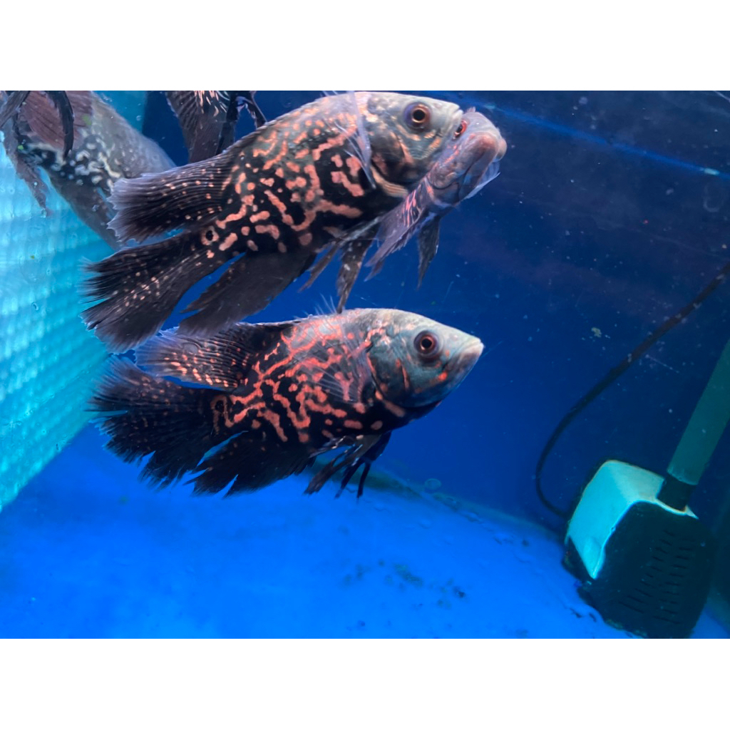 Oscar Tiger Batik Slayer Full Pelet (sudah makan pelet).