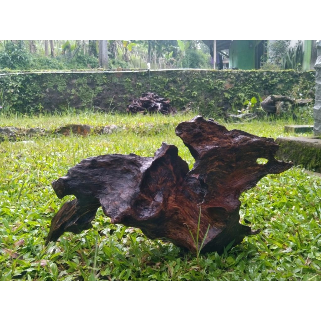 kayu rentek aquascape tenggelam