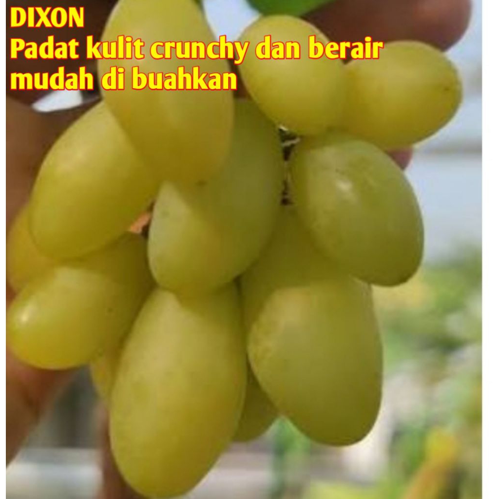 bibit anggur dixon