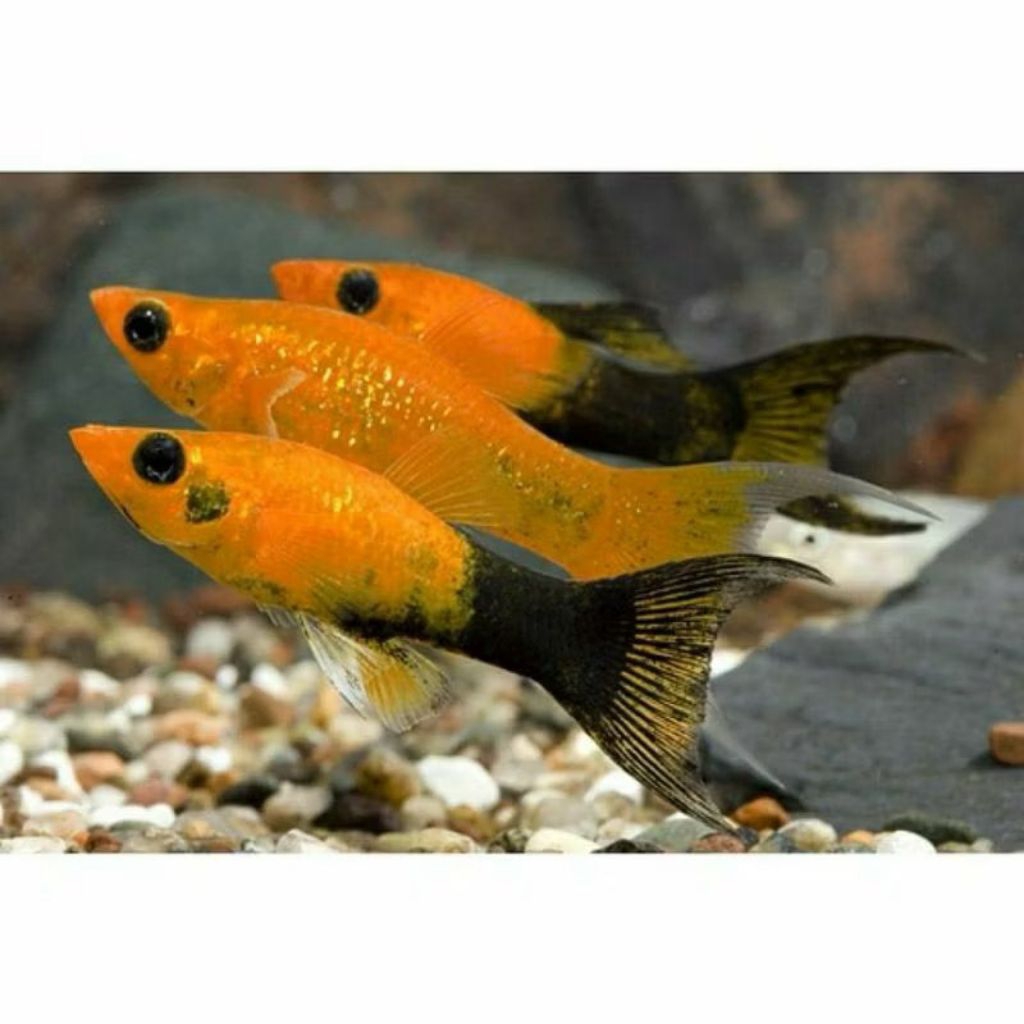 molly goldenblack cawang. isi 20 molly balon golden black cawang isi 3 ekor
