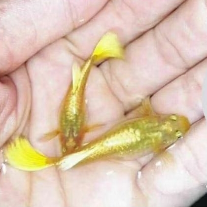 Hiasan Aqurium Guppy Super Gold 8 ekor gold jantan