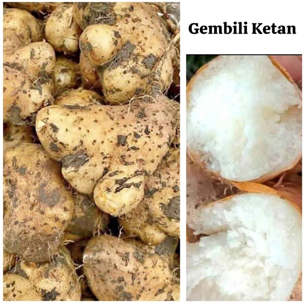 Ubi Gembili Ketan Segar 1kg