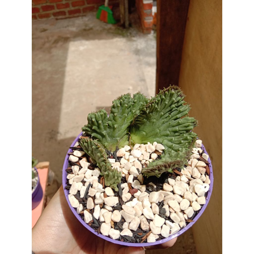 HUERNIA CRISTATA KAKTUS