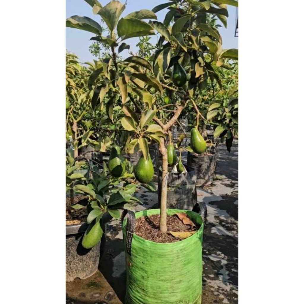 Bibit Alpukat Kelud Berbunga - Batang Besar, Tinggi 80cm, Siap Berbuah