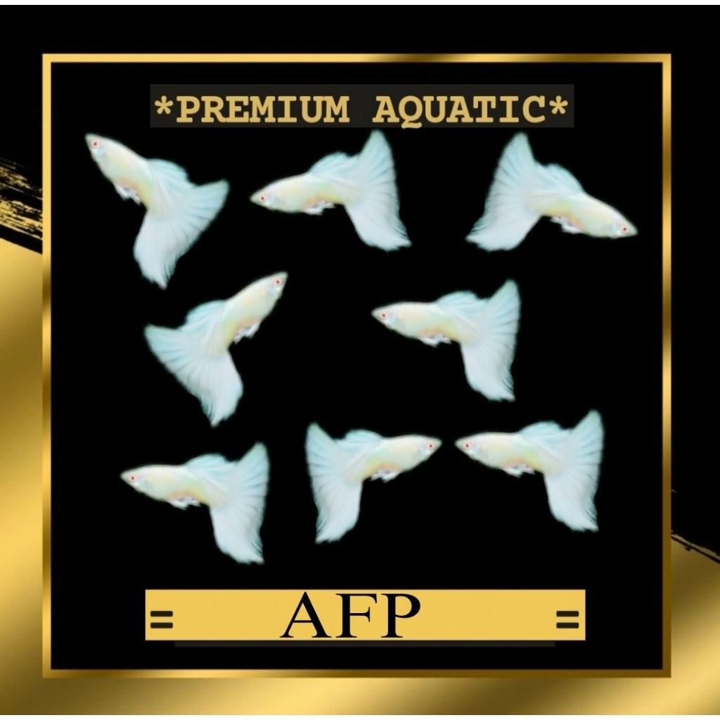 Albino Full Platinum