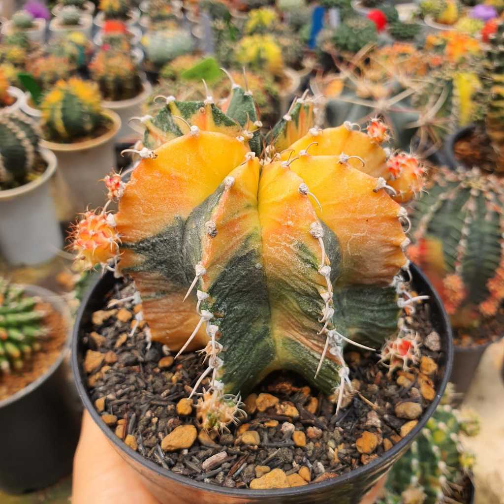 Indukan Motherplants Gymnocalycium Mihanovichii Hybrid Variegata BIG Size Jumbo Besar Tower Form