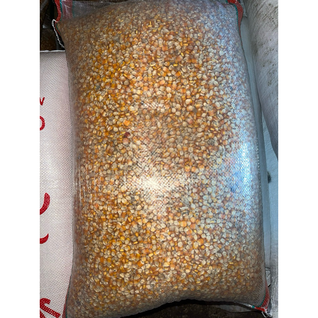 Jagung Glondong / Jagung Besar 25kg Pakan Ayam Merpati