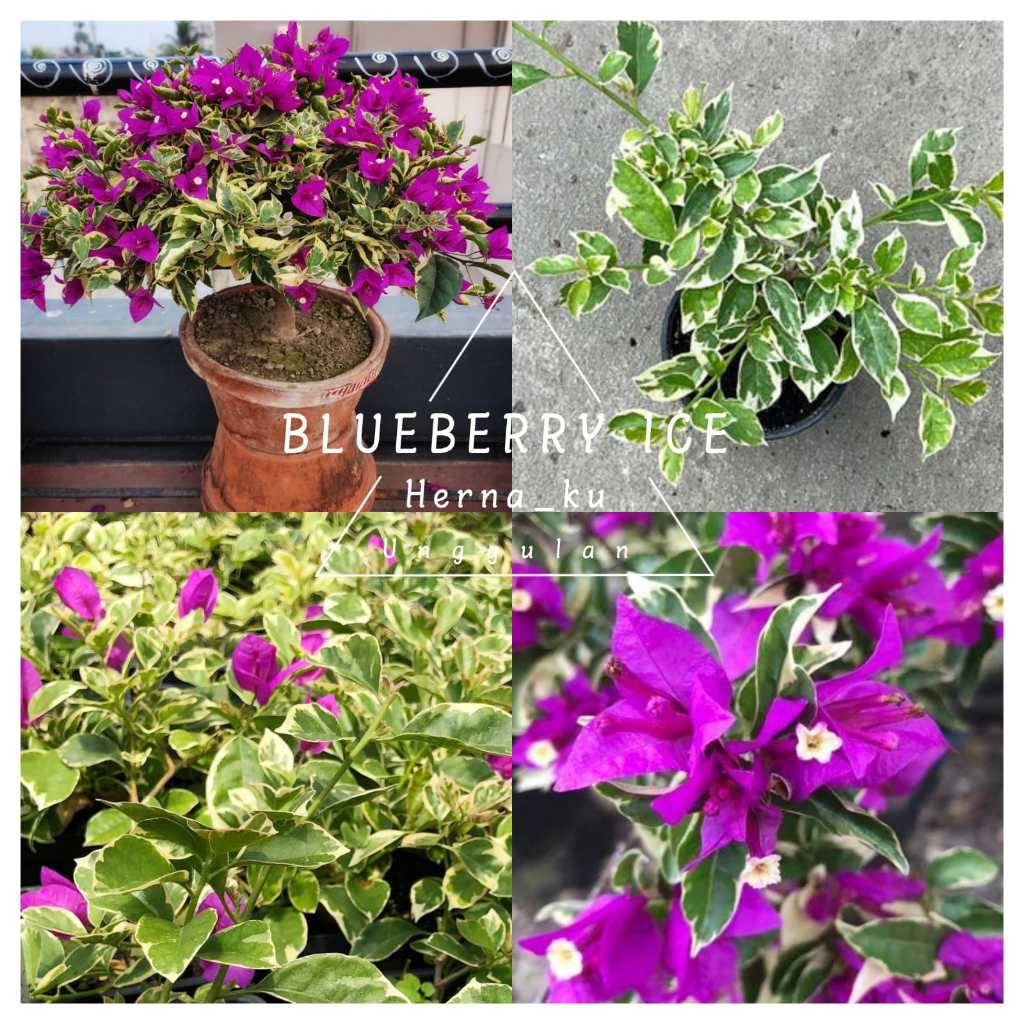Bunga Bugenvil BLUEBERRY ICE Grafting | Bougenville BLUEBERRY ICE Cantik Import