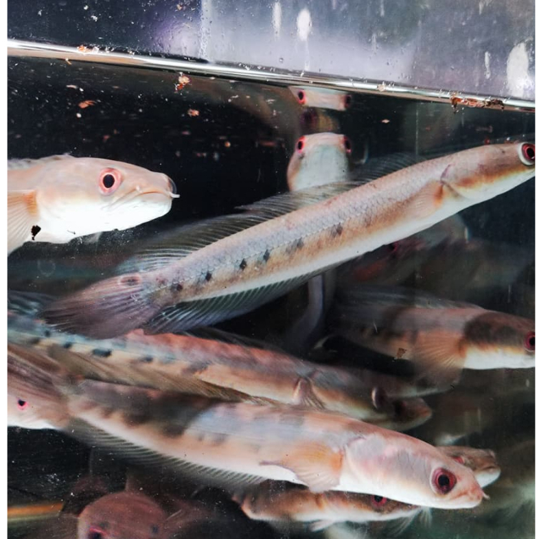 Yellow Sentarum/ys/Maru Ys Batik 11-14cm Cabung