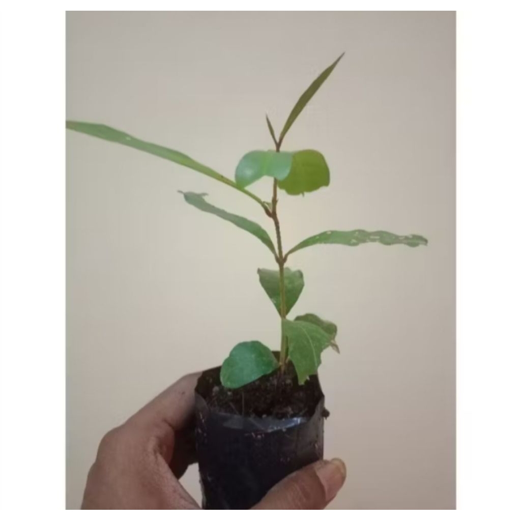 bibit jambu air citra demak