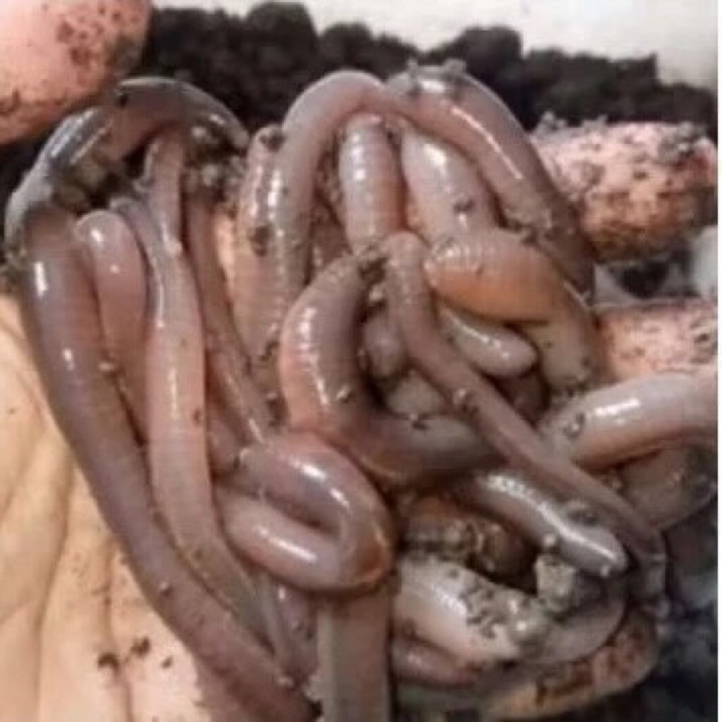 cacing tanah hidup / cacing kalung /15ekor