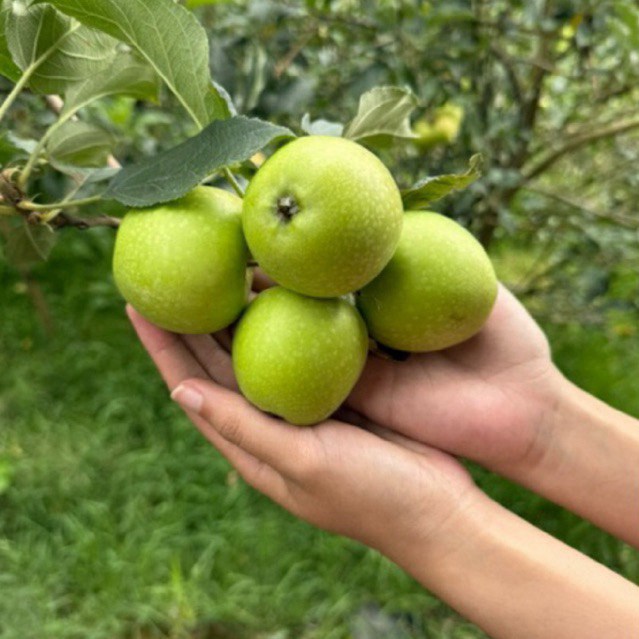 BUAH APEL MANALAGI UKURAN KECIL MALANG 1KG ISI 17-20