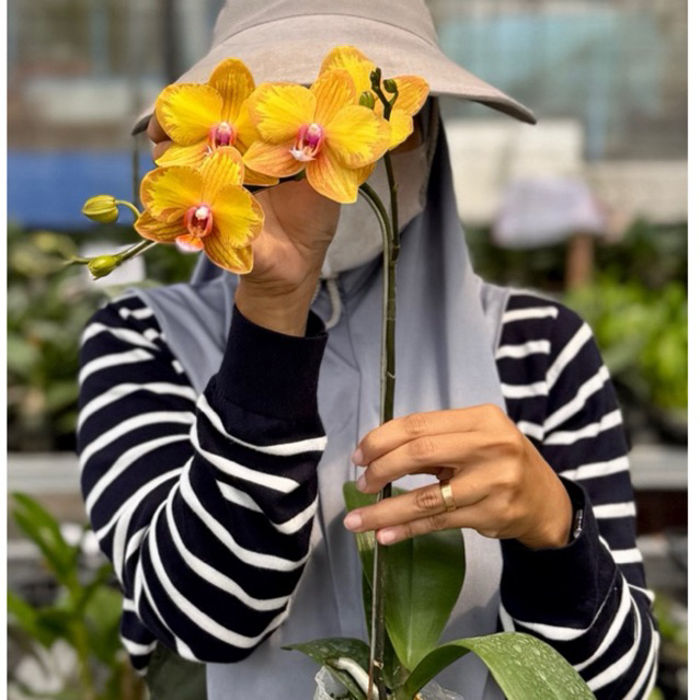ANGBUL  MEKAR KONDISI KNOP MEKAR