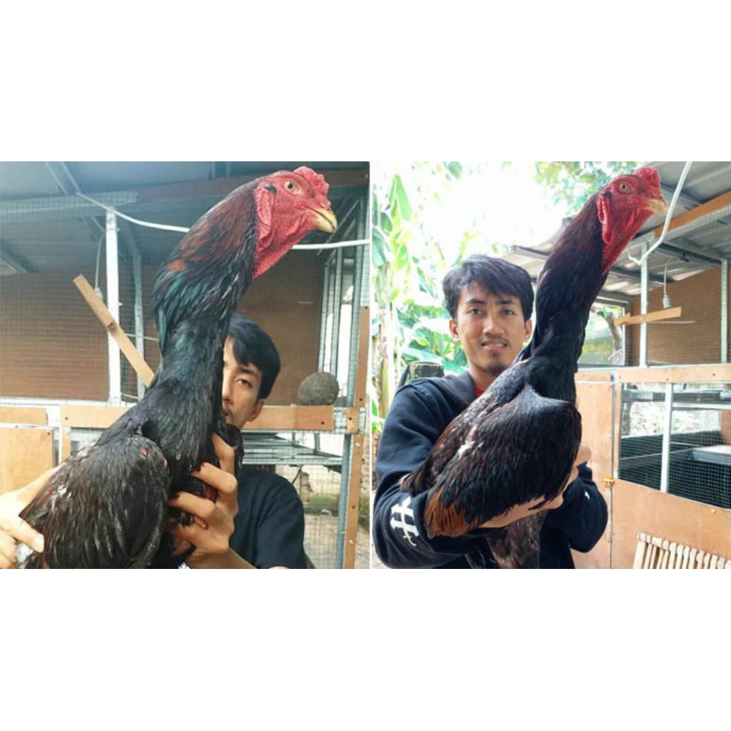 anakan ayam shamo umur seminggu+ (instan only)