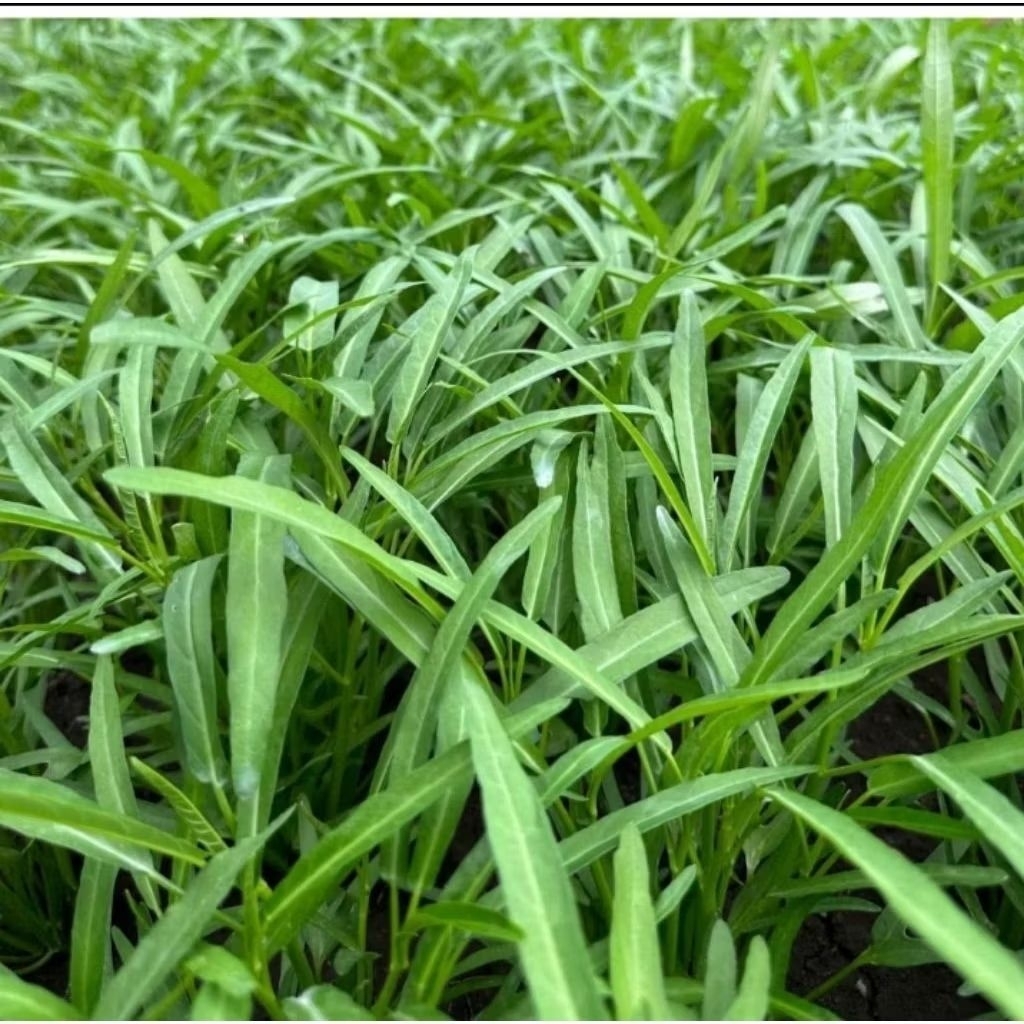 1kg Benih kangkung Daun sempit srimpi(belum poles)
