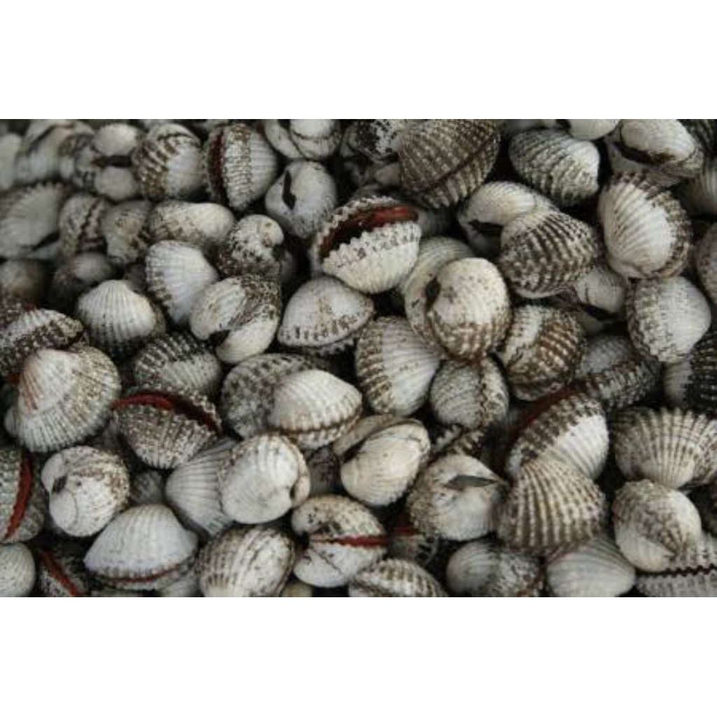 kerang dara Fress/kerang dara murah/kerang dara