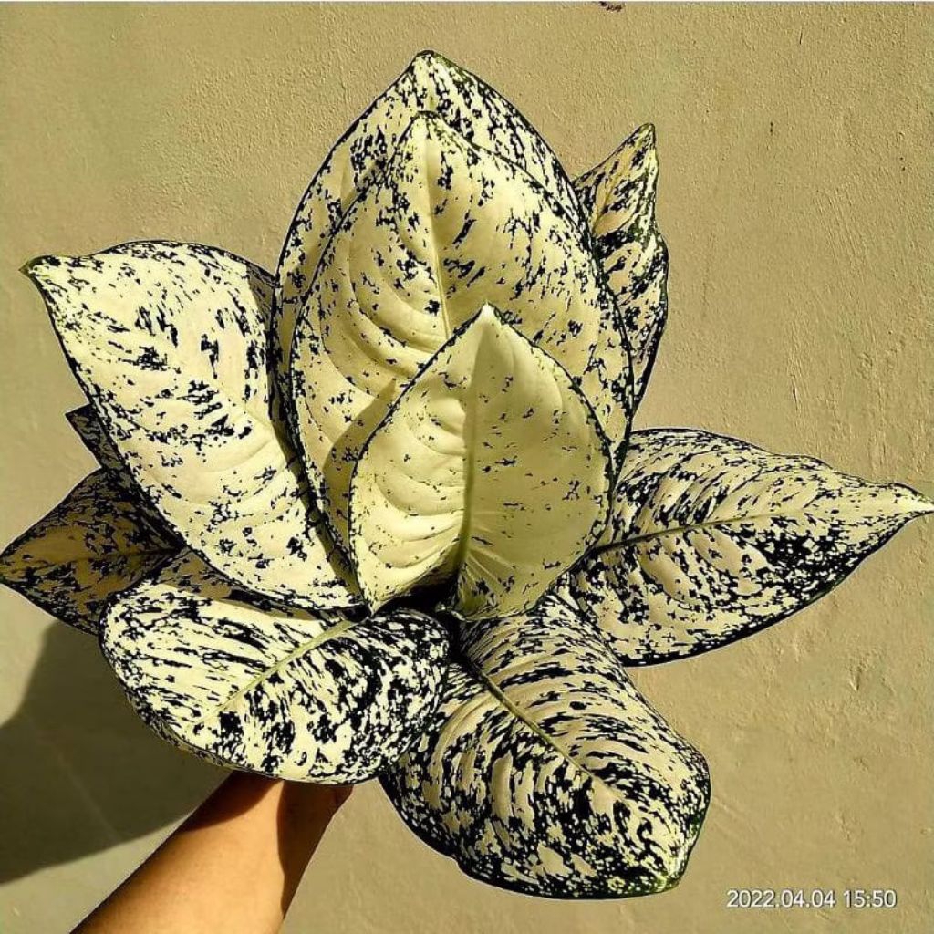 Bibit bonggol Aglonema Paragon asli bonggol indukan sudah bertunas