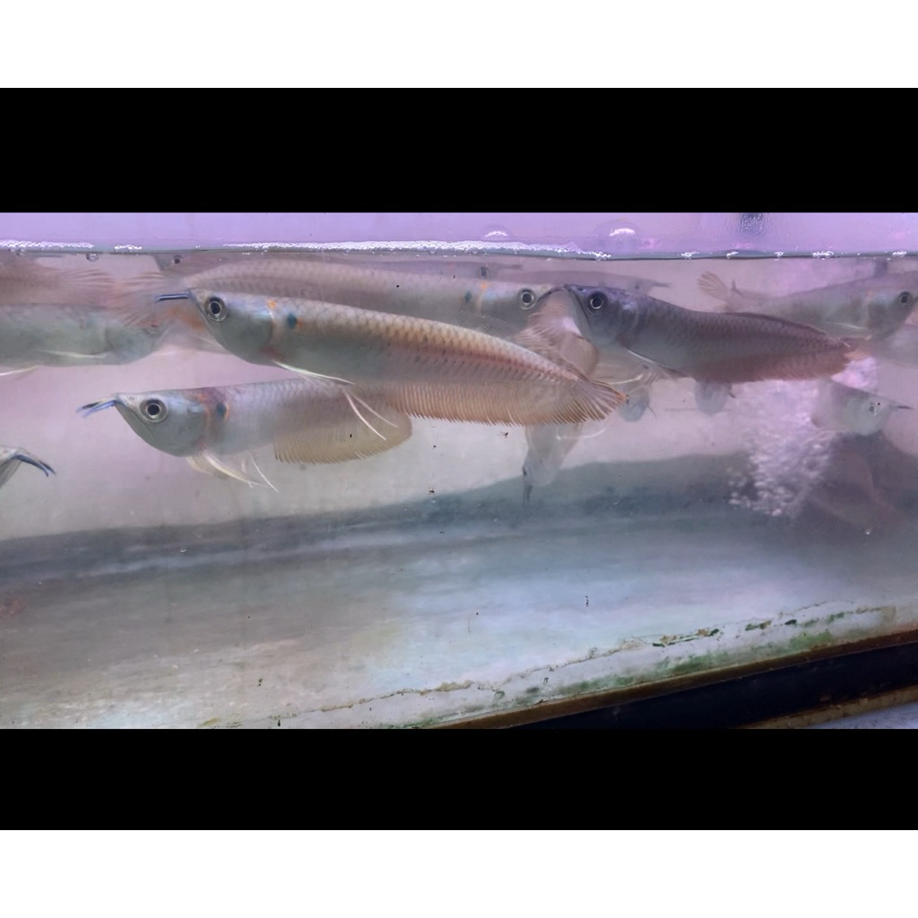 Arowana Silver Red