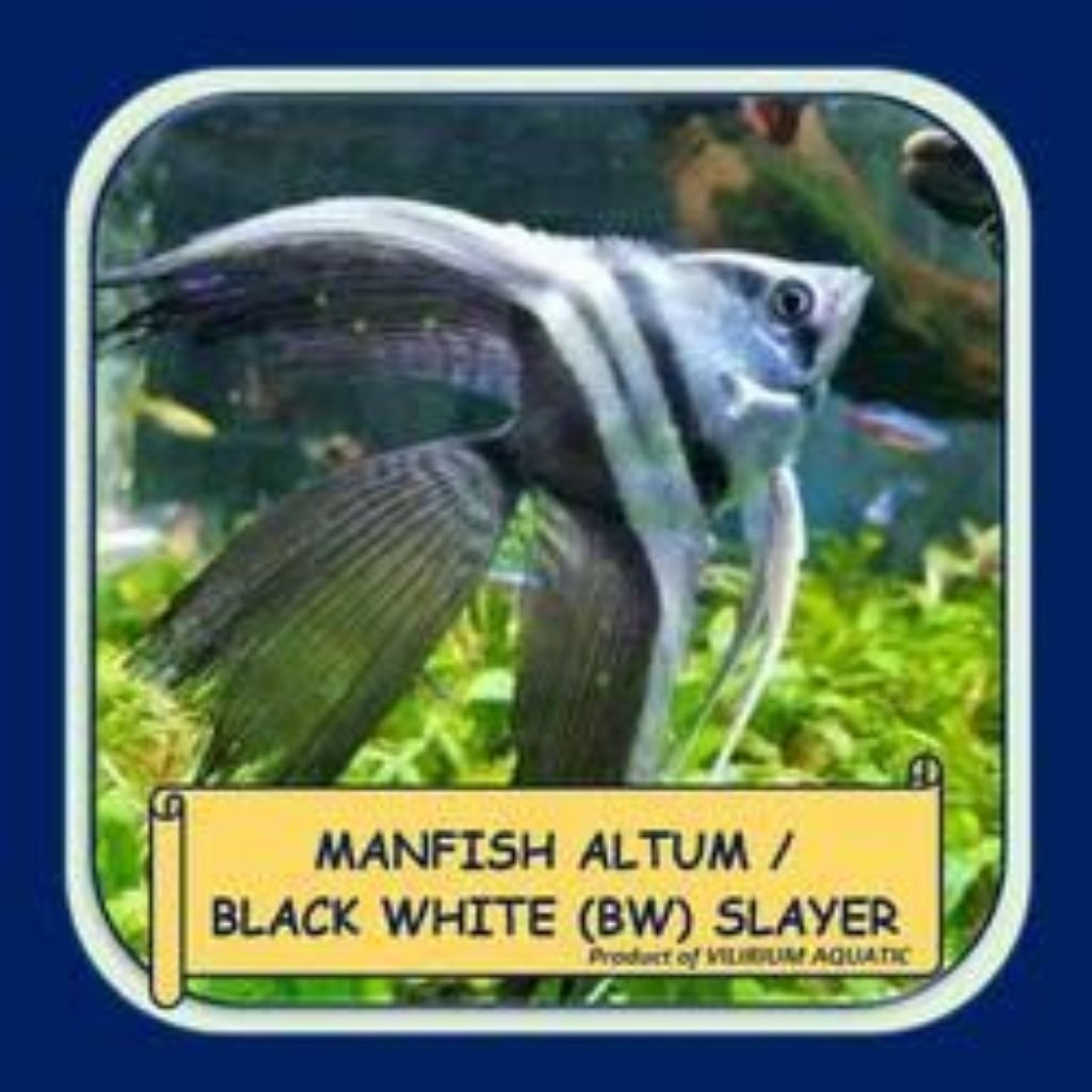 mainan manfish black white (BW) slayer
