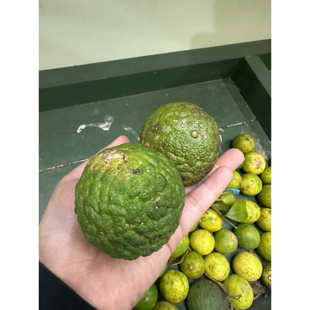 jeruk limau kuit/jeruk sambal sambel segar