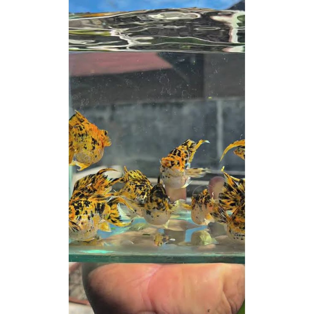 molly balon leopard jumbo 1spng