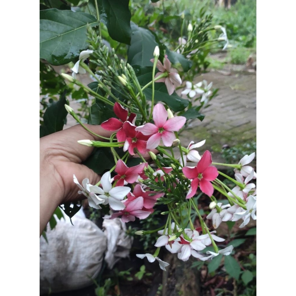 Bibit Melati Belanda
