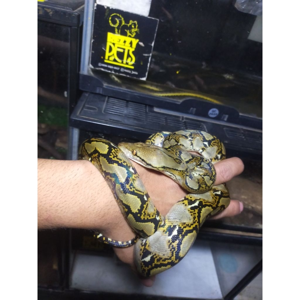 ular retic python panjang 1 meter