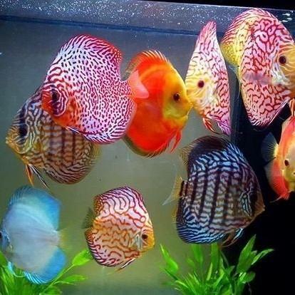 Discus ( 2 inch )