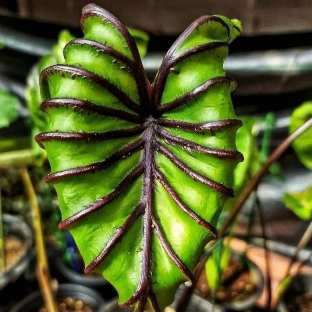 BIBIT BONGGOL TANAMAN HIAS KELADI COLOCASIA PHARAOHS MASK /BIBIT BONGGOL KELADI THAY MURAH