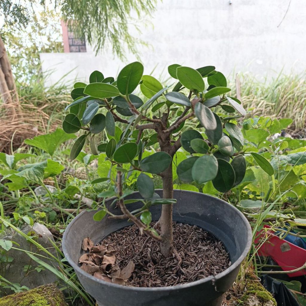 Beringin Dolar / Ficus microcarpa