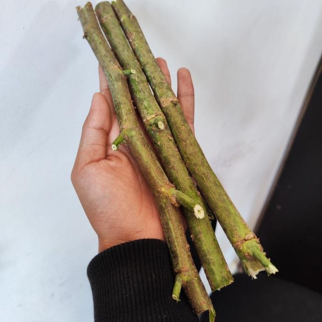 Bibit Indigofera 10 Batang Murah | Pakan Kambing Protein Tinggi | Stek Indigofera